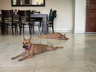 Zura &amp; Kali - Mixed Breed Dog