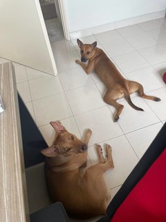 Zura &amp; Kali - Mixed Breed Dog