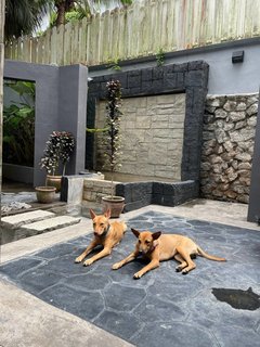 Zura &amp; Kali - Mixed Breed Dog