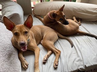 Zura &amp; Kali - Mixed Breed Dog