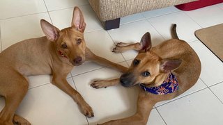 Zura &amp; Kali - Mixed Breed Dog