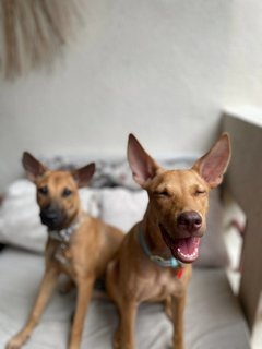 Zura &amp; Kali - Mixed Breed Dog