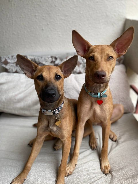 Zura &amp; Kali - Mixed Breed Dog