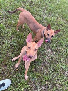 Zura &amp; Kali - Mixed Breed Dog