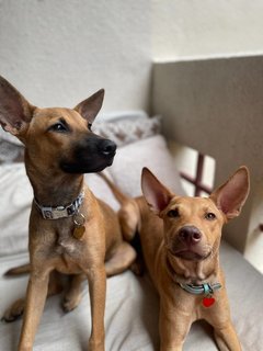 Zura &amp; Kali - Mixed Breed Dog