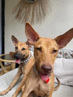 Zura &amp; Kali - Mixed Breed Dog