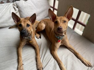 Zura &amp; Kali - Mixed Breed Dog