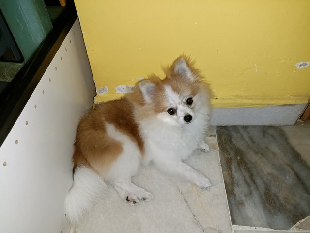 多多toto - Pomeranian Dog