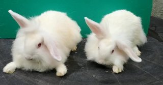 Tammy And Teri - Angora Rabbit + American Rabbit