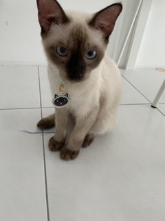 Milo - Siamese Cat