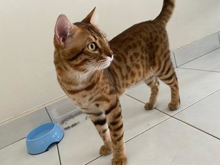 Haki - Bengal + Ocicat Cat