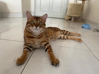 Haki - Bengal + Ocicat Cat