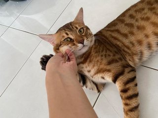 Haki - Bengal + Ocicat Cat