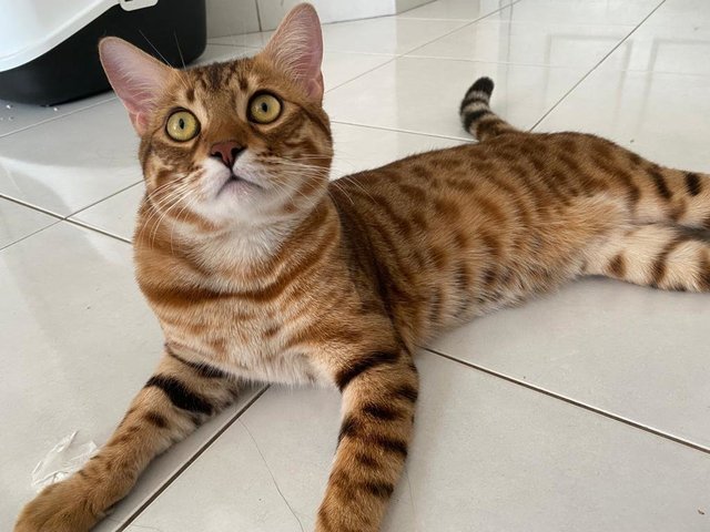 Haki - Bengal + Ocicat Cat