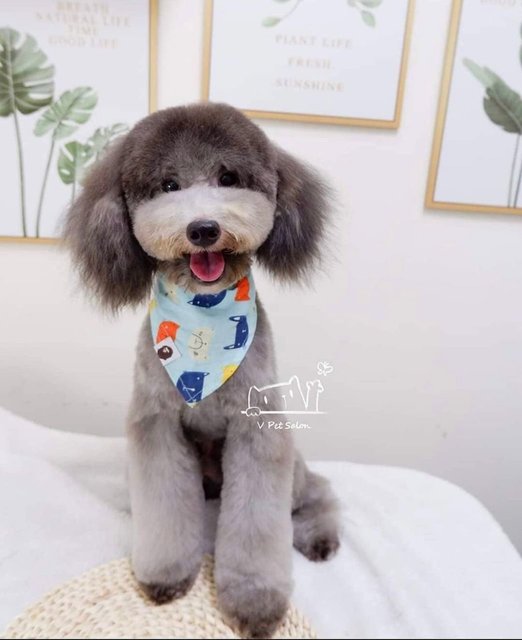 Haru - Poodle Dog