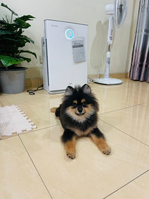 Teddy - Pomeranian Dog