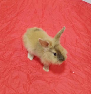 Maria  - Dwarf Rabbit