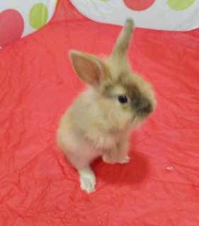 Maria  - Dwarf Rabbit