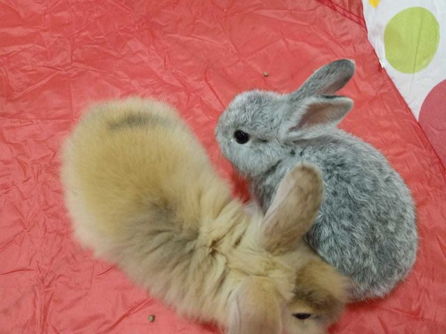 Toby The Silver Rabbit - Dwarf Rabbit