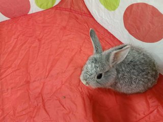 Toby The Silver Rabbit - Dwarf Rabbit