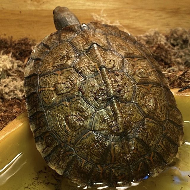 Anko - Turtle Reptile