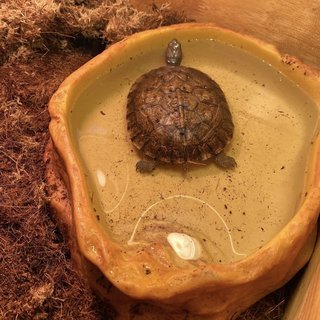 Anko - Turtle Reptile