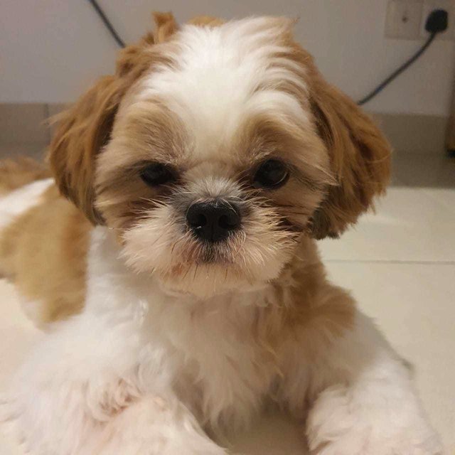 Jaeger - Shih Tzu Dog