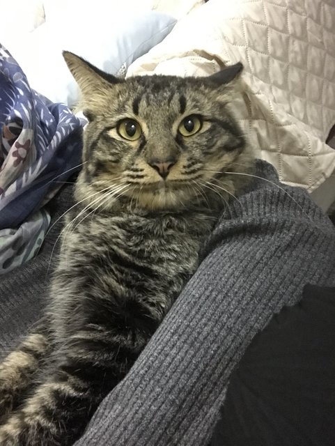 Panther - Maine Coon + Domestic Long Hair Cat