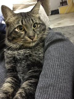 Panther - Maine Coon + Domestic Long Hair Cat