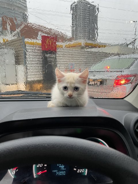 Malibu - Domestic Medium Hair Cat