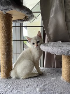 Malibu - Domestic Medium Hair Cat