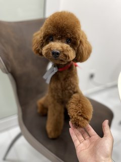 Xiong Xiong - Poodle Dog