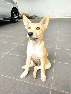 Pixie  - Mixed Breed Dog