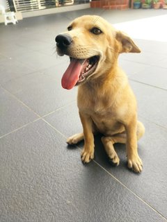 Pixie  - Mixed Breed Dog