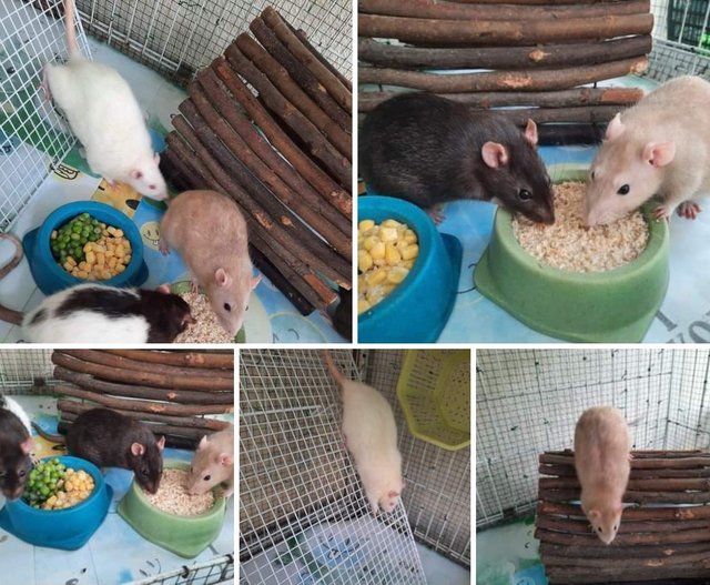 A Team Of The Best Pet Rats - Rat Small & Furry