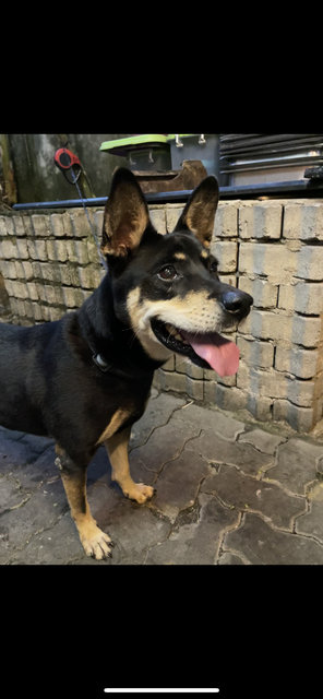 Taxi - Mixed Breed Dog