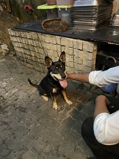 Taxi - Mixed Breed Dog