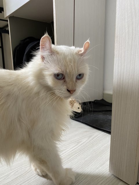 Curly - American Curl Cat