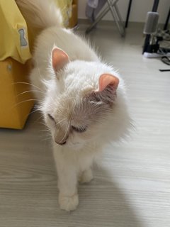 Curly - American Curl Cat