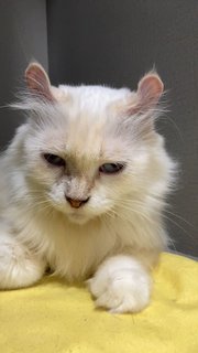 Curly - American Curl Cat