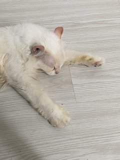 Curly - American Curl Cat