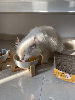 Curly - American Curl Cat