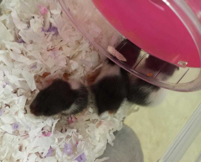 20 Days Old Panda Syrians - Syrian / Golden Hamster Hamster