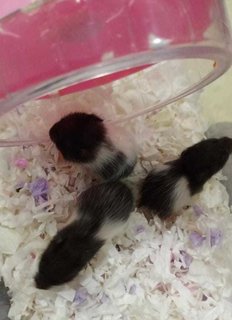 20 Days Old Panda Syrians - Syrian / Golden Hamster Hamster