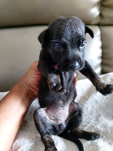 Chubby Puppies  - Mixed Breed Dog