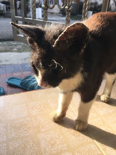 Help Needed  - Domestic Short Hair Cat