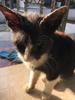 Help Needed  - Domestic Short Hair Cat