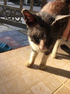 Help Needed  - Domestic Short Hair Cat