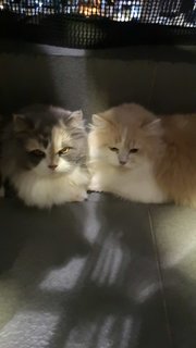 Shimmer &amp; Halba - Persian + Domestic Long Hair Cat