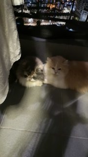 Shimmer &amp; Halba - Persian + Domestic Long Hair Cat